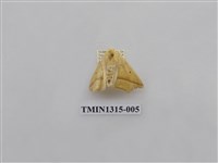 藏品(尺蠖蛾科)的圖片